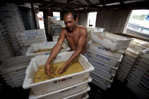 man with tubs of aquarium fish