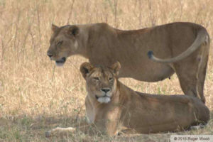 two lionesses