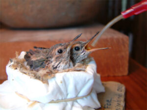 baby hummingbirds must be fed every twenty minutes