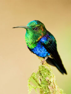 South American Crowned Wood Nymph