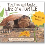The True and Lucky Life of a Turtle Cover with an illustrated turtle in a shallow pool and a pre-order banner