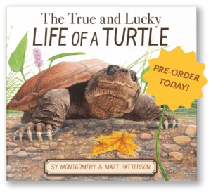 The True and Lucky Life of a Turtle Cover with an illustrated turtle in a shallow pool and a pre-order banner