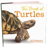 of time and turtles by sy montgomery