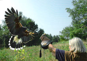 Harris Hawk