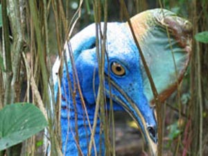 Cassowary