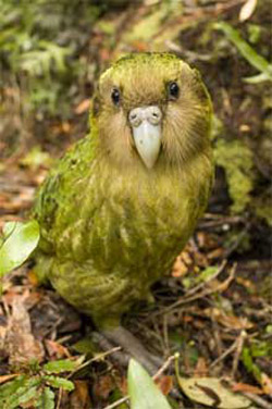 Kakapo