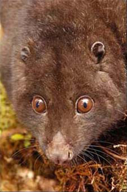 kangaroo on the ground