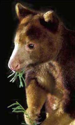 Tree Kangaroo