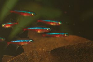 small school of piaba